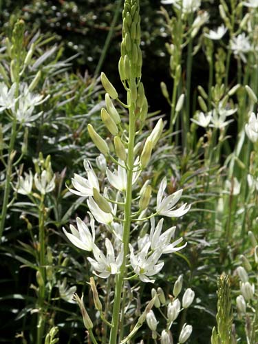 Camassia leichtlinii Alba.jpg